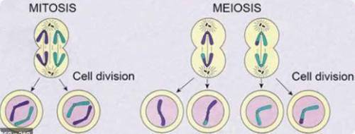 Acell divides to produce two daughter cells that are genetically different in  select one:   a. mito