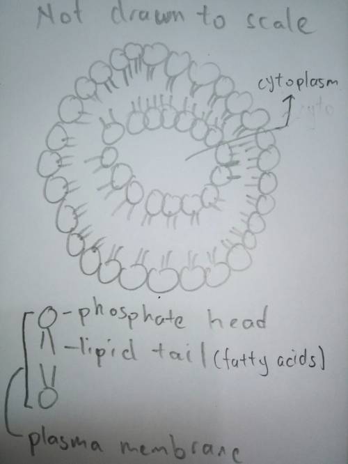 Do the fatty acid tails of the phospholipids of a plasma membrane project into the water inside and