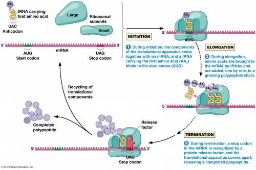 Translation requires ribosomes to read the nucleotides of the mrna chain to be read as triplicates a