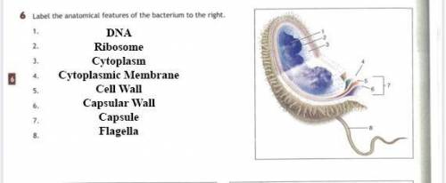 Label the anatomical features of the bacterium to the right