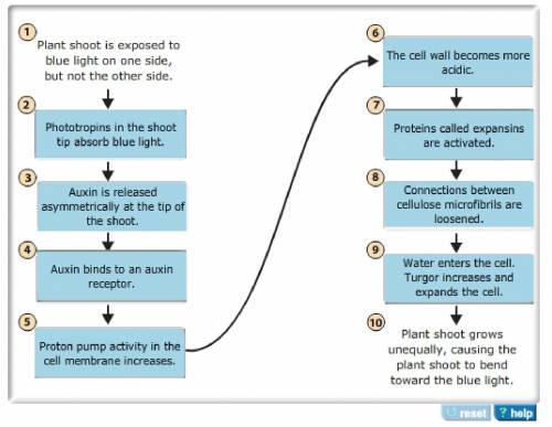 Blue-light photoreceptors and phototropism complete the flowchart to identify the process by which b