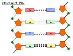 Imagine that you are a scientist studying dna. you measure the number of cytosines and thymines in a