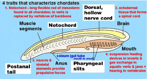 Difference between notochord and dorsal nerve cord