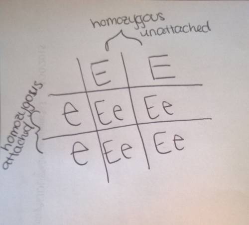 Unattached earlobes is a dominant trait, e. a parent who is homozygous for unattached earlobes is cr