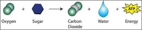 Which of the following to capture the energy of the sun? a light-dependent reaction b citric aci