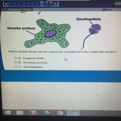 Which protist shown above cannot be considered to be a plant-like protist? a)euglena viridis b)am