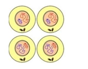 Question 29 jane says the model below represents telophase ii in meiosis. robert says the model repr