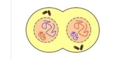 The model below represents a phase of meiosis. what stage of meiosis does the picture below represen