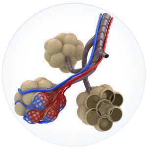 The picture represents a structure of the respiratory system. which is the function of this structu