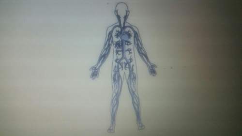 This drawing shows a human body system. what is the primary function of this body system?