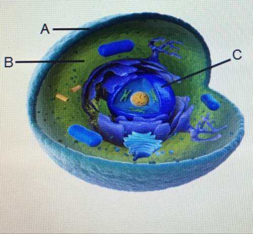 Identify the parts labeled in the cell.
