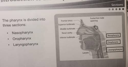 The palatine tonsils are found in which of the following regions?