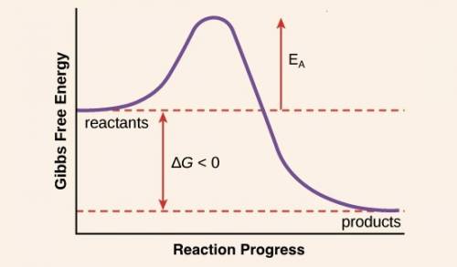 In a chemical reaction, activation energy increases the  of the reactants. this outcome causes the p