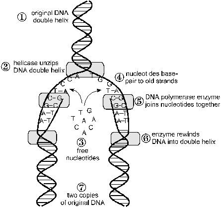 What are the products of the replication of one dna molecule?  select one:  a. two strands joined in