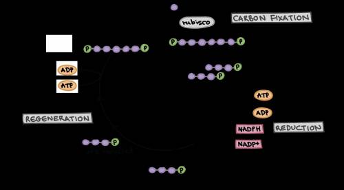 What is one role of atp in the light-independent reaction of photosynthesis?  atp supplies the energ