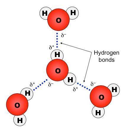 Mastering biology ch 3 water molecules have a polarity, which allows them to be electrically attract