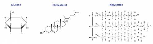 Glucose travels in the plasma or liquid part of your blood butcholesterol (triglycerides) travel bou