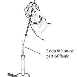 Why is the inoculating loop flamed before streaking a new sections of the medium?