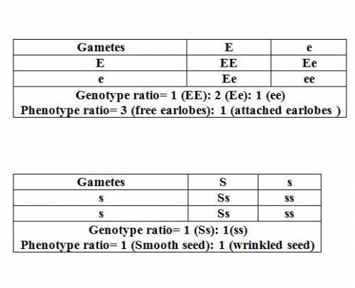 2) use a punnett square to  answer the question. in humans, free ear lobes are dominant over attache