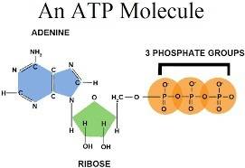 Atp is made up of three parts, what are they?