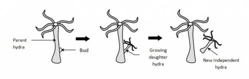 What is the reason offspring of the organism hydra often appear exactly the same as their parents?