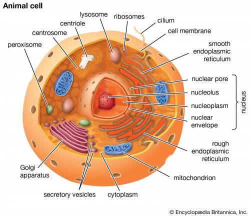 Stores and transmits genetic information in the form of dna  :  site of ribosomal rna synthesis  :