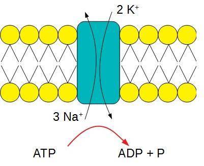 One atp molecule's hydrolysis releases 7.3 kcal/mol of energy (∆g = −7.3 kcal/mol of energy). if it