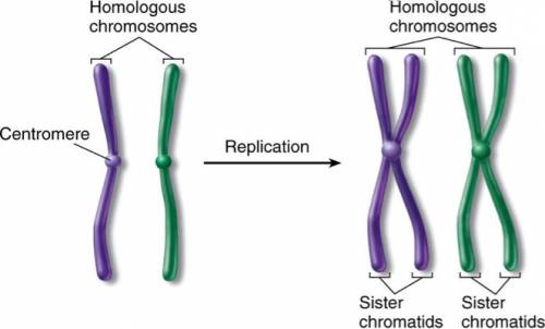 Which illustration depicts homologous chromosomes