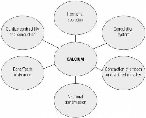 What do these results suggest about the role of calcium in bones?  is it important?  why or why not?