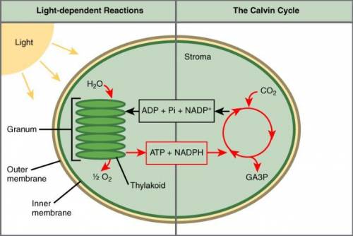 Which is incorrect about photosynthesis?  the light reactions take place in the cytoplasm and the li