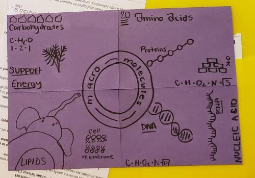 What are the building blocks of macromolecules?