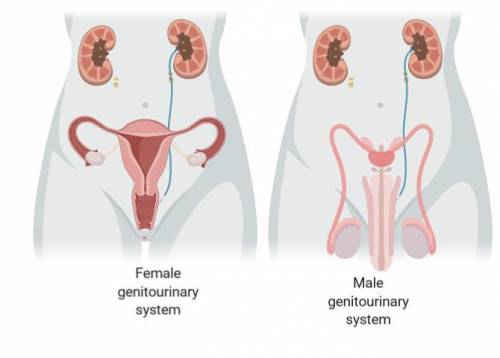 What is the most common bacterial sexually transmitted infection, which left untreated can lead to p