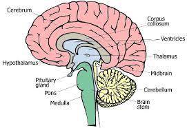 Explain why the brain needs more information from some parts of the body.