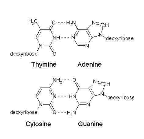 Which describes the correct pairing of dna bases?  a. t with a, and c with g b. t with c, and a with