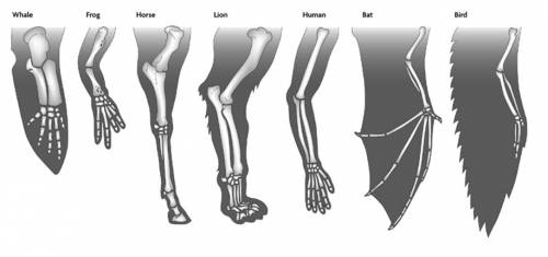 What function does the limb serve in each animal?  how are the limb bones of the four animals simila