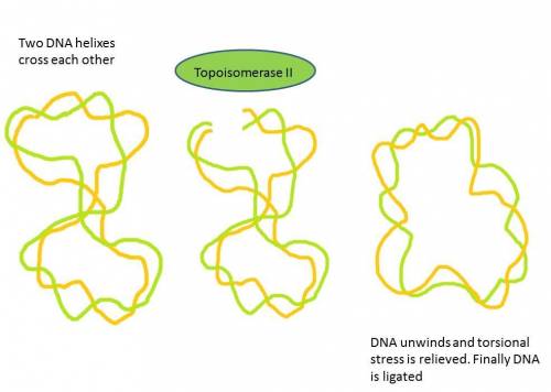 The dna duplex consists of two long covalent polymers wrapped around each other many times over thei