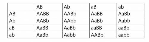 In genetics, the dash symbol (–) is a “wild card” that stands for either the dominant allele or the