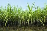 Shugarcane is a tall grass that grows best in hot,tropical regions. europeans craved sugar. true or