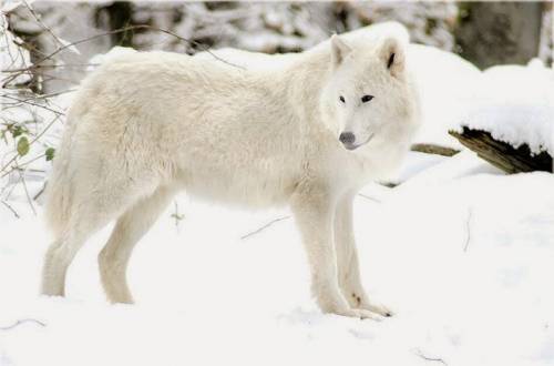 Can you name a species that can only be found in alaska (and nowhere else in the world)?