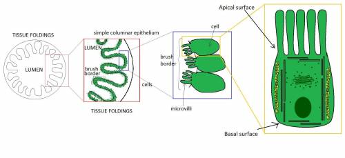 give an example of a type of cell in a living organism (animal or plant) that is shaped very differe