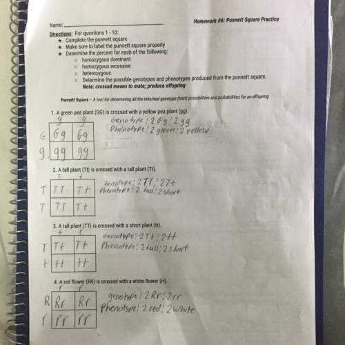 Can you check if i did the punnett square labels good or not if i didn’t can you me fix it and i n