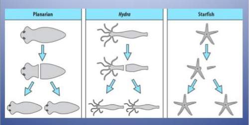 This picture is illustrating i. the creation of new life ii. asexual reproduction iii. sexual reprod