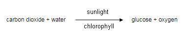 What does a plant need to create a glucose molecule in photosynthesis?   a) carbon dioxide and oxyge