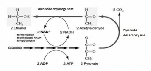 During which process is ethanol produced?  a-lactic acid fermentation b-alcohol fermentation c-citri