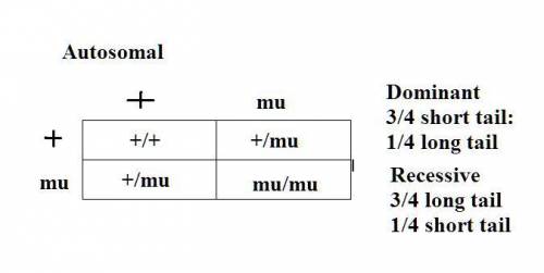 Suppose the tail length of two populations of jerboas is controlled by one gene. to determine the mo