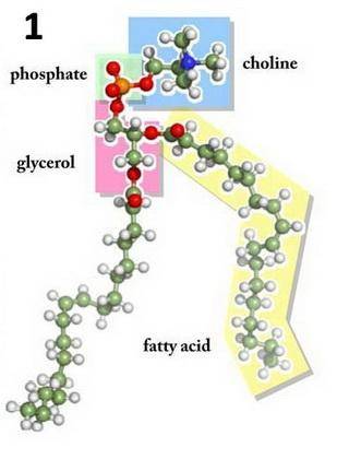 Match each lipid with its correct components or description.  (1) glycerophospholipids  (2) cerebros