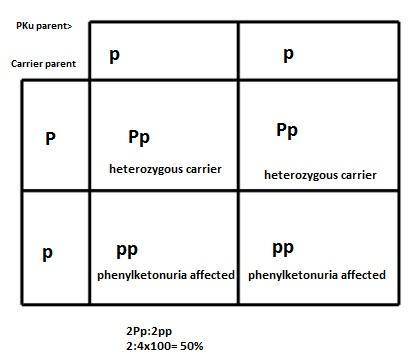 Apunnett square is drawn for parents, one of whom has phenylketonuria, a recessive genetic disorder,