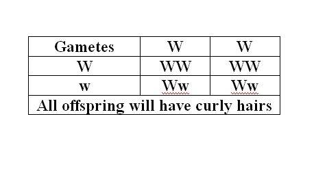 Some fruit flies are born with curly wings which makes them unable to fly. it has been shown that cu