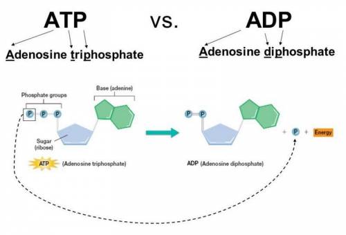 Atp and adp consists of three parts:  and