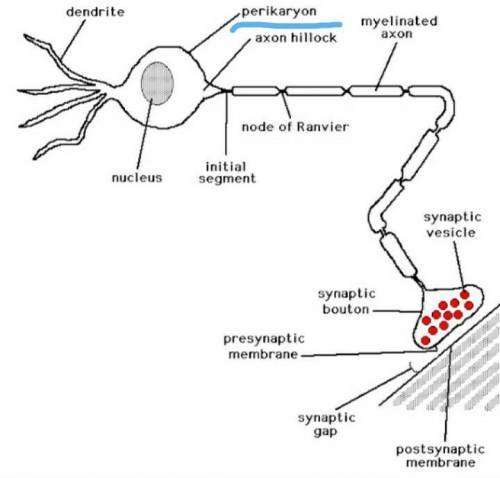 Write true or false:  (a) viens of leaves have both xylem and phloem. (b) perikaryon is the nucleus